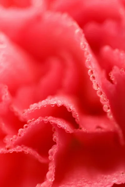 Makro Su damlacıkları ile pembe karanfil çiçek — Stok fotoğraf