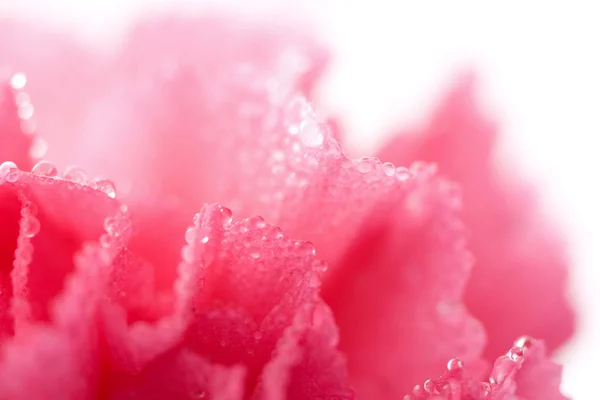 Ροζ λουλούδι γαρίφαλων με σταγονίδια νερού που απομονώνονται — Φωτογραφία Αρχείου