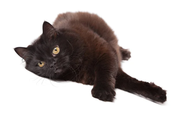 Lying gatto nero isolato — Foto Stock