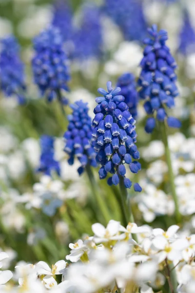 Blue flowers in the field — Stock Photo, Image
