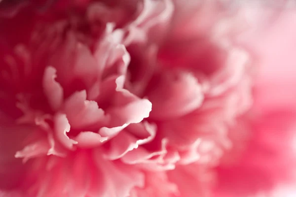 Makro kwiatu goździka — Zdjęcie stockowe