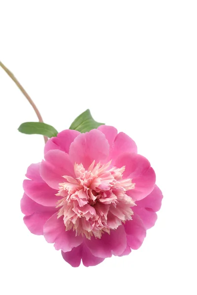 Růžová Pivoňka květ, samostatný — Stock fotografie