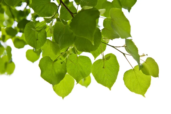 Birch leaves isolated — Stock Photo, Image