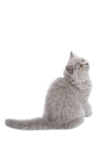 Gatito británico mirando hacia arriba aislado —  Fotos de Stock