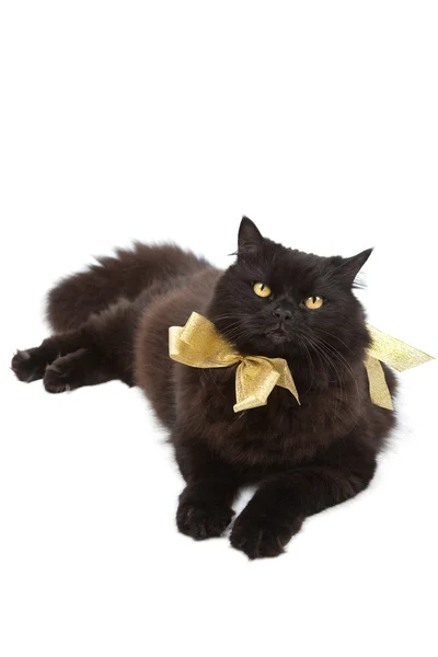 Czarny kot sobie złoty łuk na białym tle — Zdjęcie stockowe