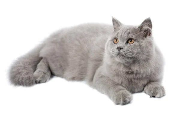 Liggande söt brittiska katt isolerade — Stockfoto