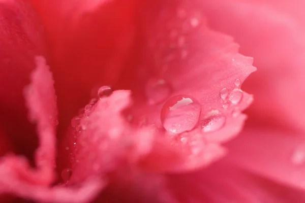 Macro de flor de clavel rosa con gotitas de agua — Foto de Stock