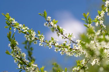 White flowers in front of sky clipart