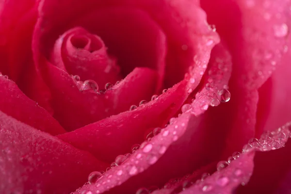 Rosa bonita rosa com gotas de água — Fotografia de Stock