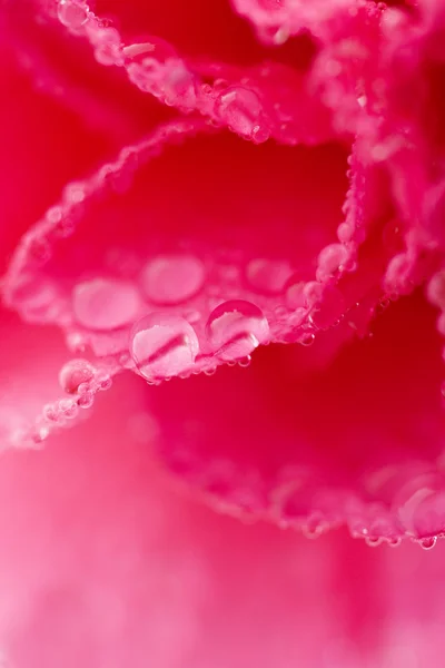 Макро з рожевої квітки гвоздики — стокове фото