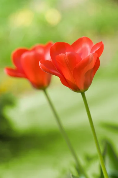 Rode tulpen in het veld — Stockfoto