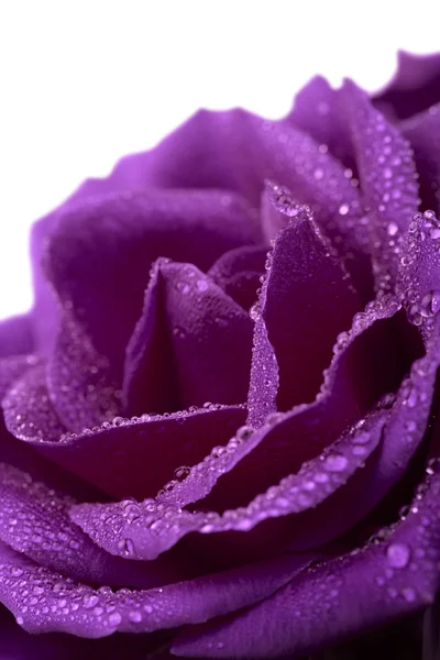 Violette Rose mit Wassertropfen isoliert — Stockfoto