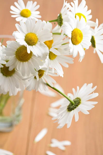 stock image Bouquet of beautiful chamomiles