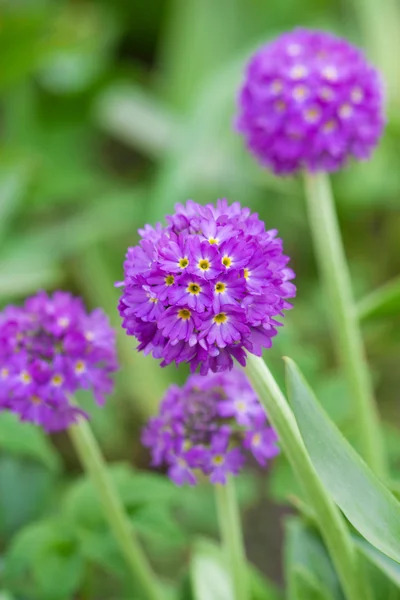 田野里的紫色花朵 — 图库照片