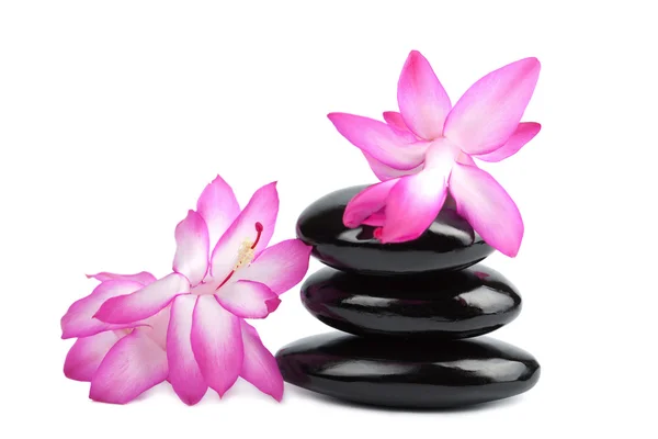 Wellness stones en roze bloemen geïsoleerd — Stockfoto