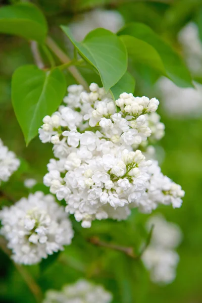 Flores brancas lilás — Fotografia de Stock