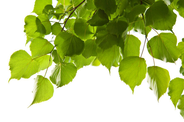 Birch leaves isolated