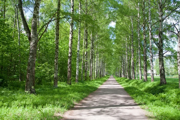 stock image Summer alley