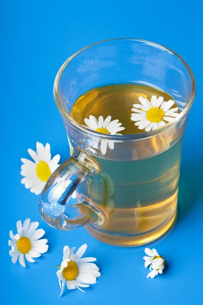 Ромашковый чай над голубым — стоковое фото