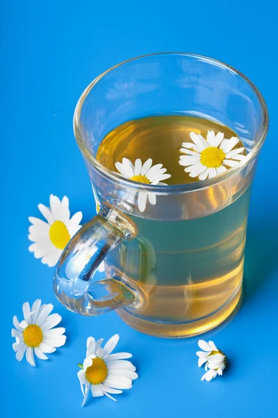 stock image Camomile tea over blue