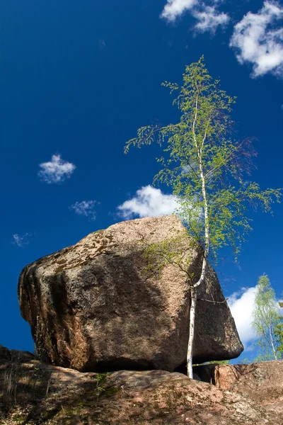 Дерево та камінь — стокове фото