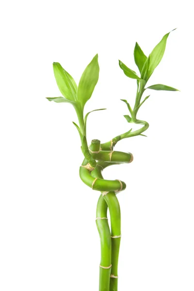 Bamboo isolated — Stock Photo, Image