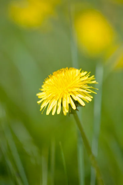 Dandelions in the field — Stock Photo, Image