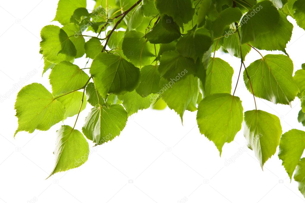 Birch leaves isolated