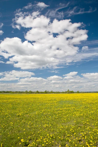 Field of dandelions and blue sky with clouds — Stock Photo, Image