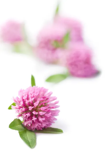 Pink clover flowers isolated — Stock Photo, Image