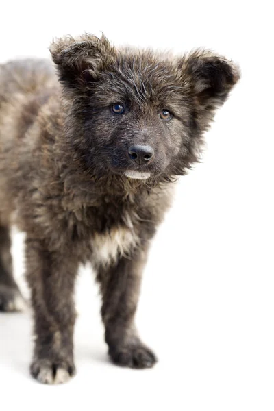 stock image Lonely homeless puppy