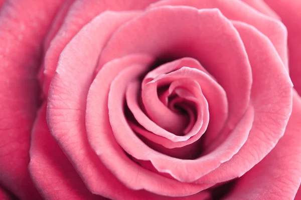 漂亮的粉红色玫瑰背景 — 图库照片