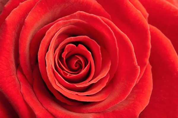 美しい赤いバラの背景 — ストック写真