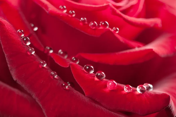 Rosa roja con gotitas de agua — Foto de Stock