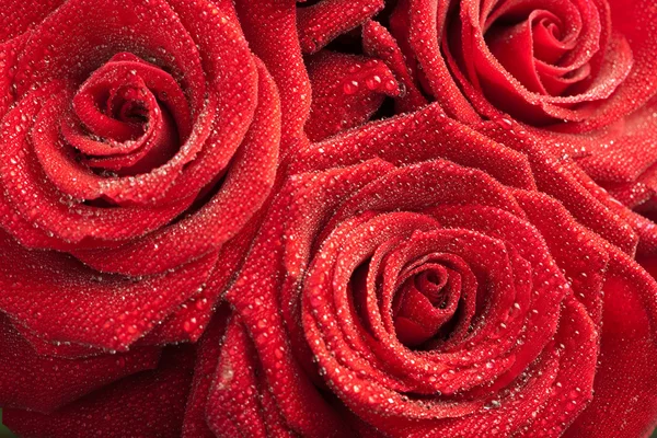 Red roses with water droplets — Stock Photo, Image