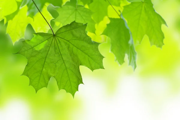 Cadre de feuilles d'érable isolées — Photo
