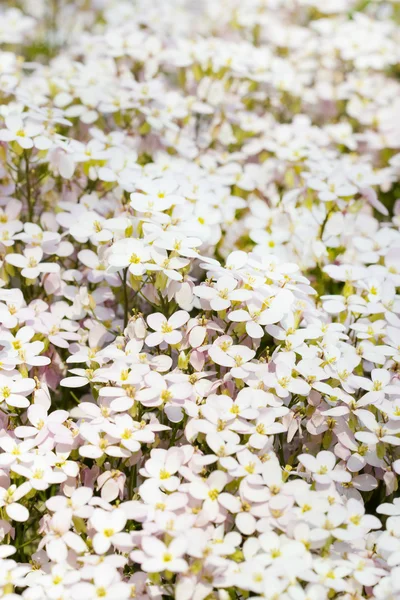 Τομέα της άσπρα λουλούδια — Φωτογραφία Αρχείου