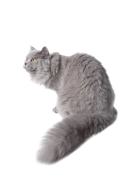 Mignon britannique chat isolé — Photo