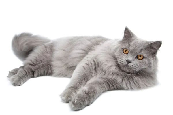 Leżący ładny kot brytyjski na białym tle — Zdjęcie stockowe