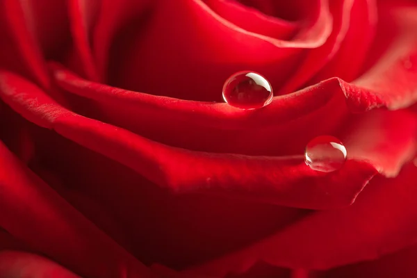 Rosa roja con gotas de agua — Foto de Stock