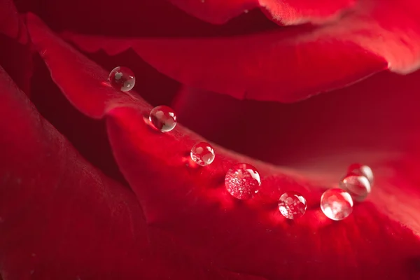 Röd ros med vattendroppar — Stockfoto