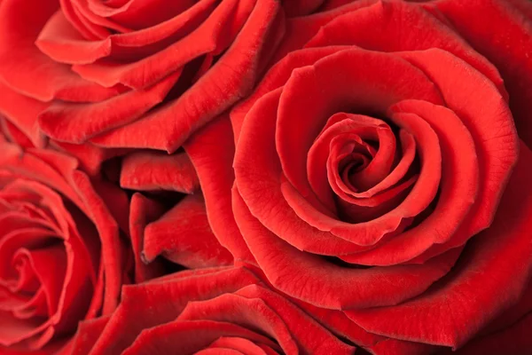 Mooie rode rozen achtergrond — Stockfoto