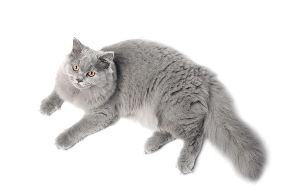 Leżący ładny kot brytyjski na białym tle — Zdjęcie stockowe