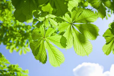 Chestnut tree leaves clipart