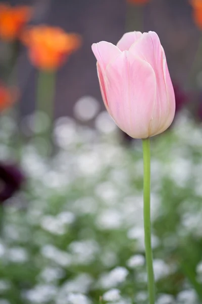 Рожевий тюльпан в полі — стокове фото