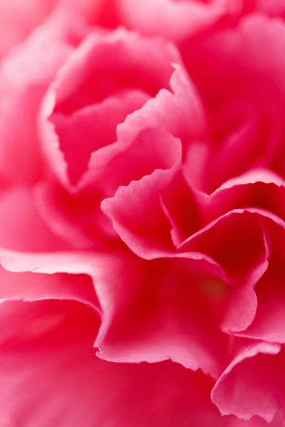 Karanfil çiçeğinin Macro 'su — Stok fotoğraf