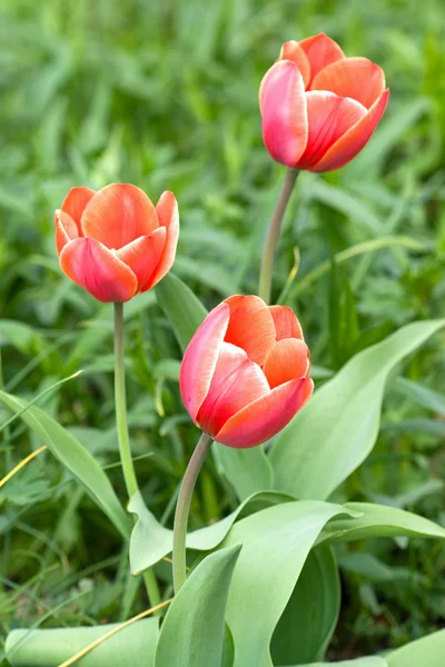 Tulipanes rojos en el campo — Foto de Stock