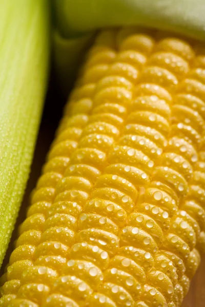 Macro de milho fresco — Fotografia de Stock