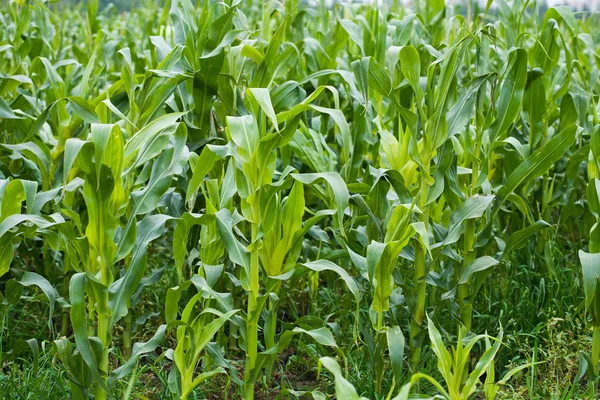 stock image Field of maize