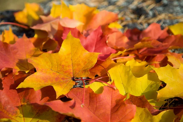 Renkli sonbahar yaprakları arkaplanı — Stok fotoğraf